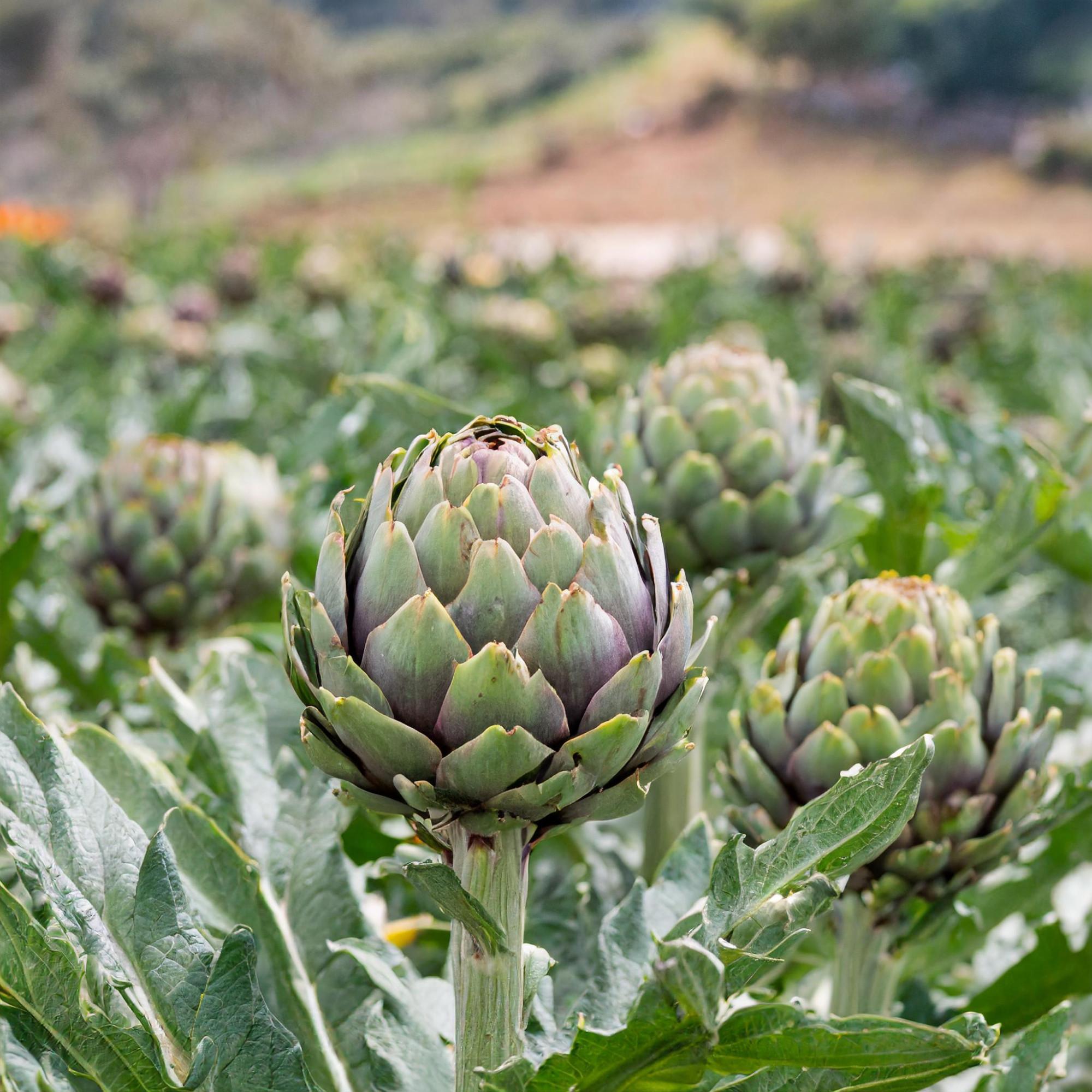 Artichokes