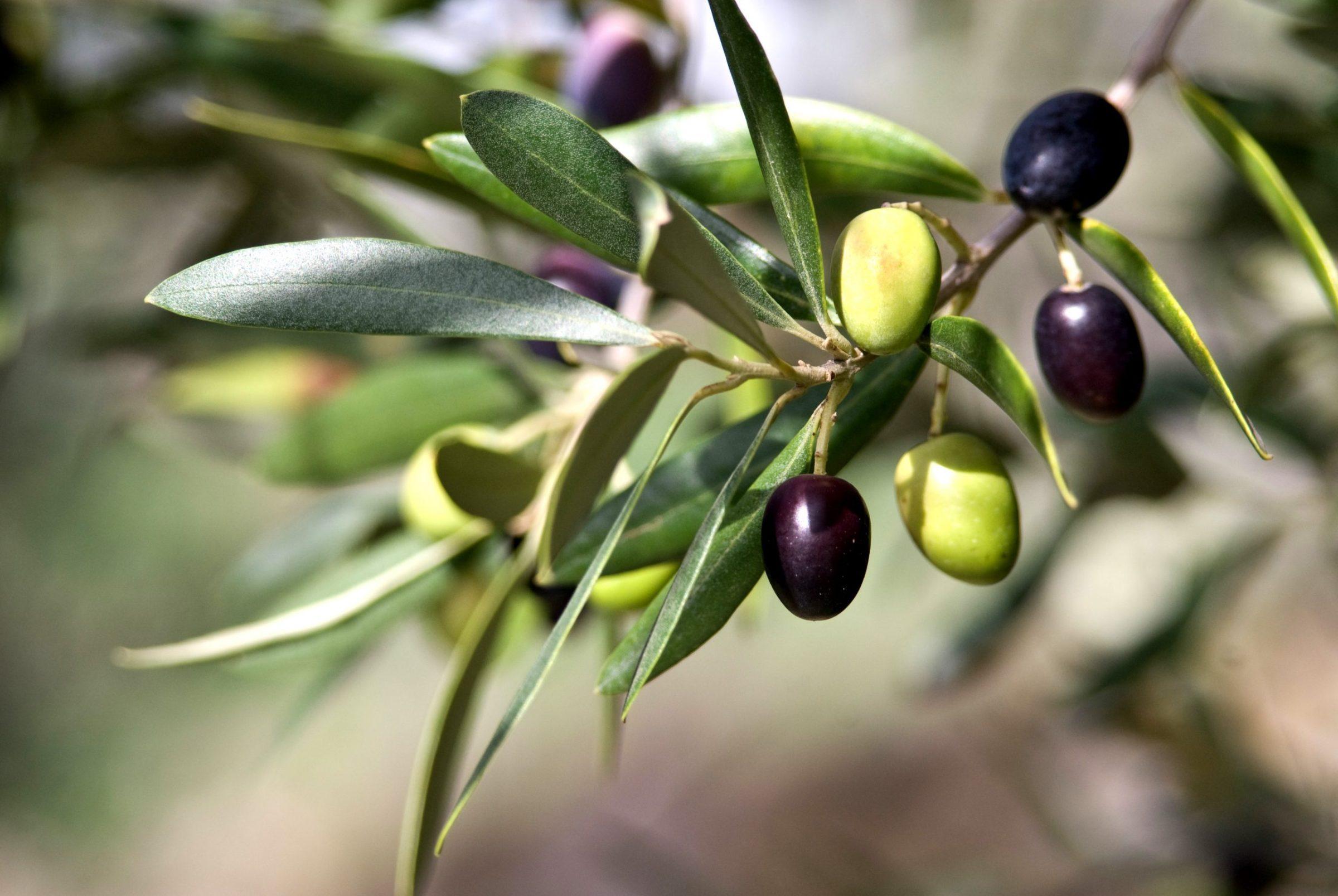 Olives